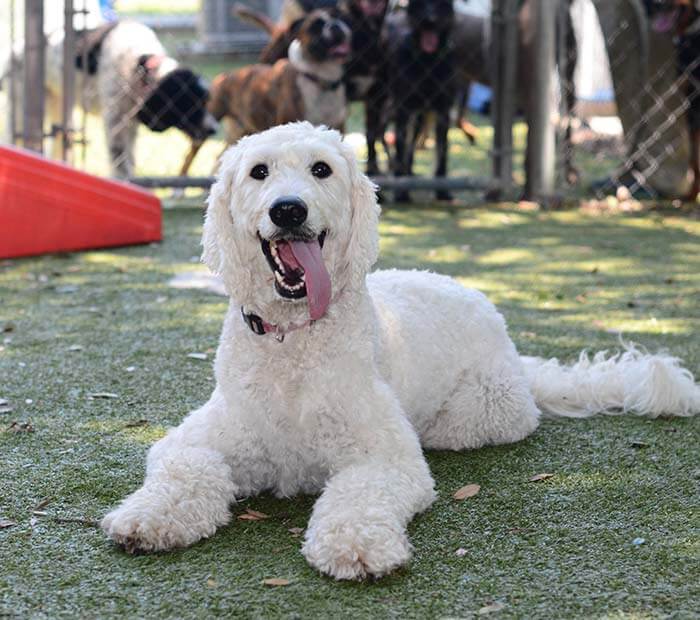 Dog PlayCamp and Dog Daycare with Training | Winter Park Veterinary