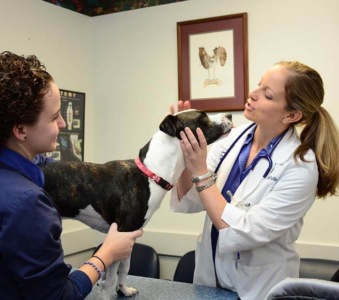 Veterinary Care for Pets at Winter Park Veterinary Hospital Vet Services Winter Park, Orlando