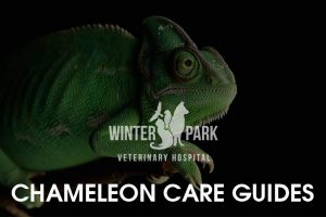 CHAMELEON Care Guide