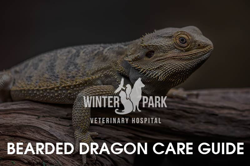 A complete guide to Bearded dragon temperature and heating