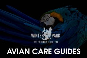 Parrot Care Tips, Parrot Vet