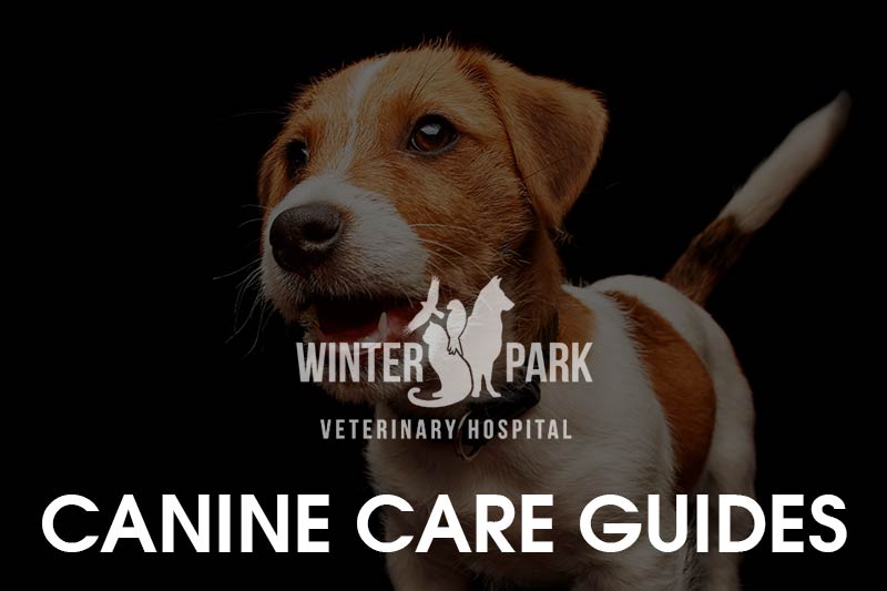 canine-pet-care-guide