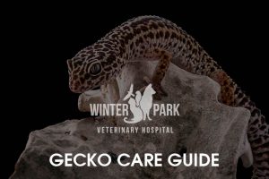gecko-care-guide