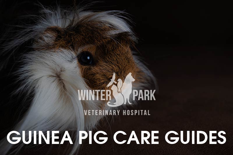 Guinea Pig Age is Important. How Old is Mine?