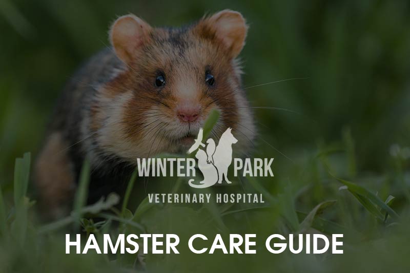 Hamster Care Guide - Winter Park Veterinary Hospital
