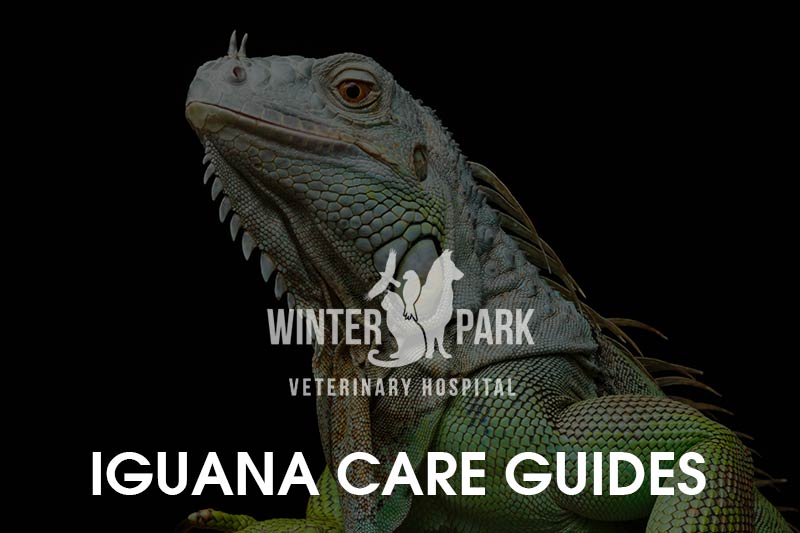 Green Iguana Diet And Nutrition Winter Park Veterinary Hospital