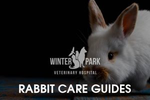 rabbit-care-guides