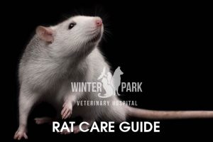 rat-care-guide