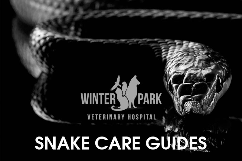snake Care Guide