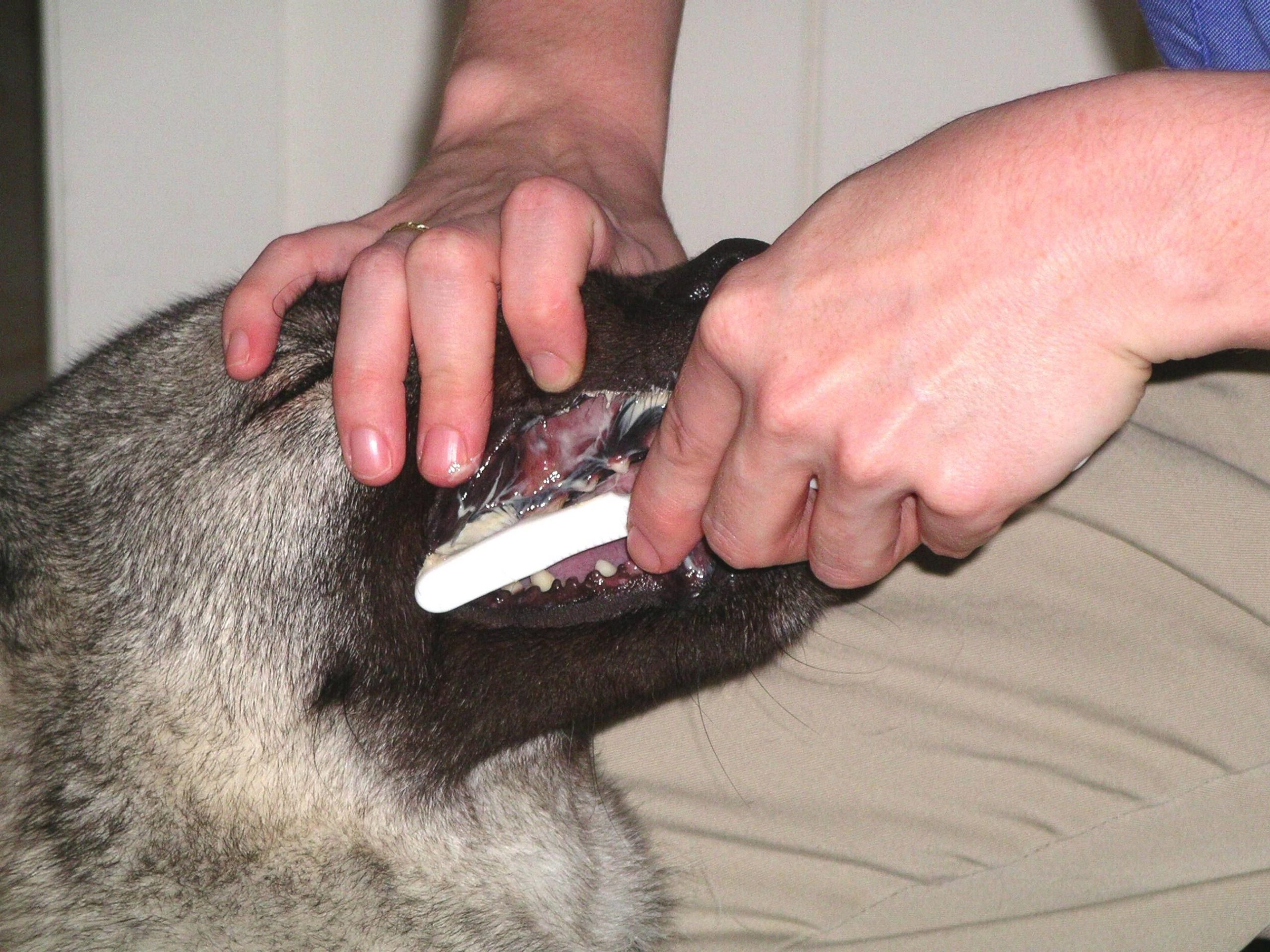Brushing Your Dogs’s Teeth