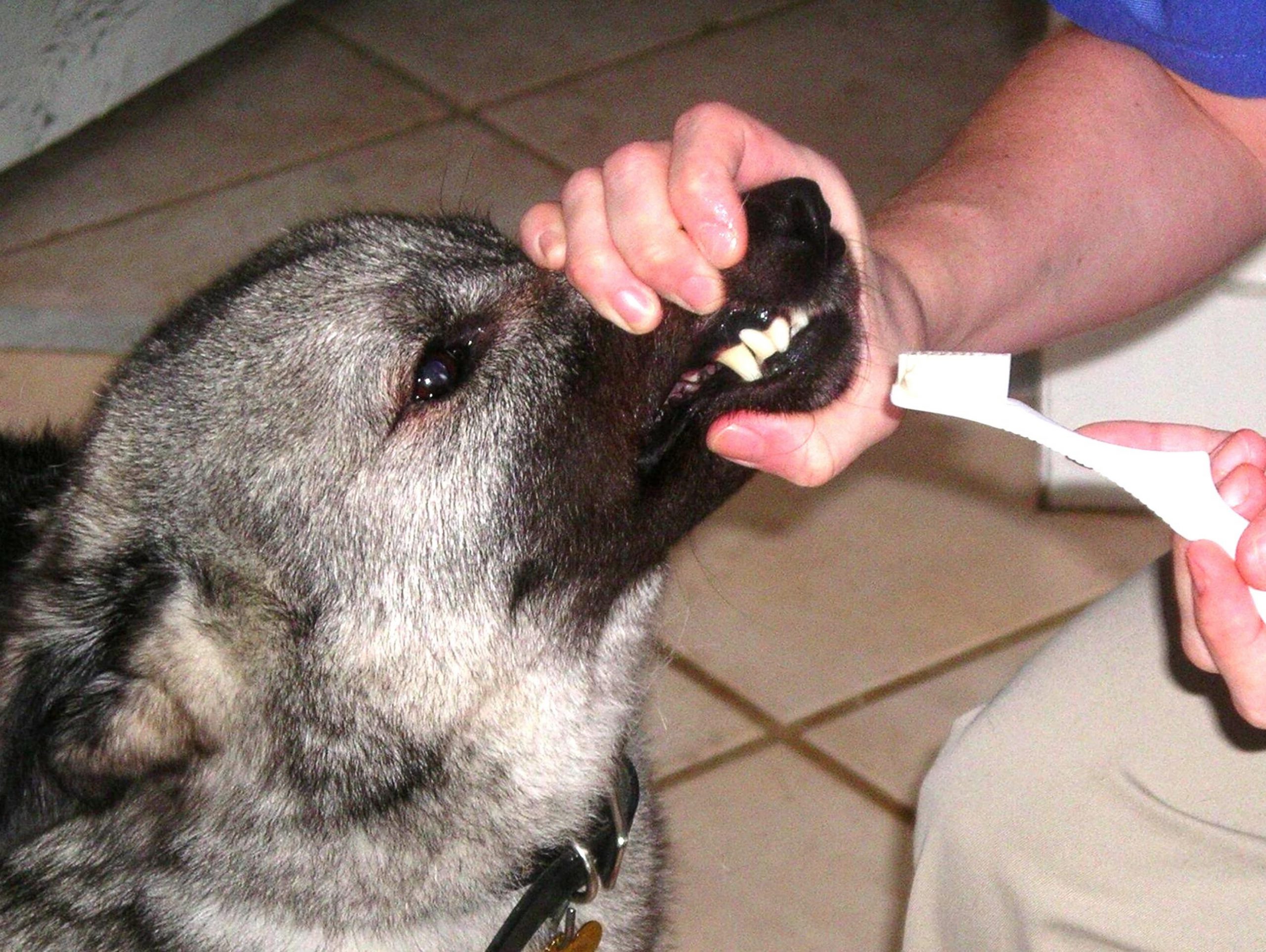 Brushing Your Dogs’s Teeth