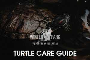 turtle Care Guide
