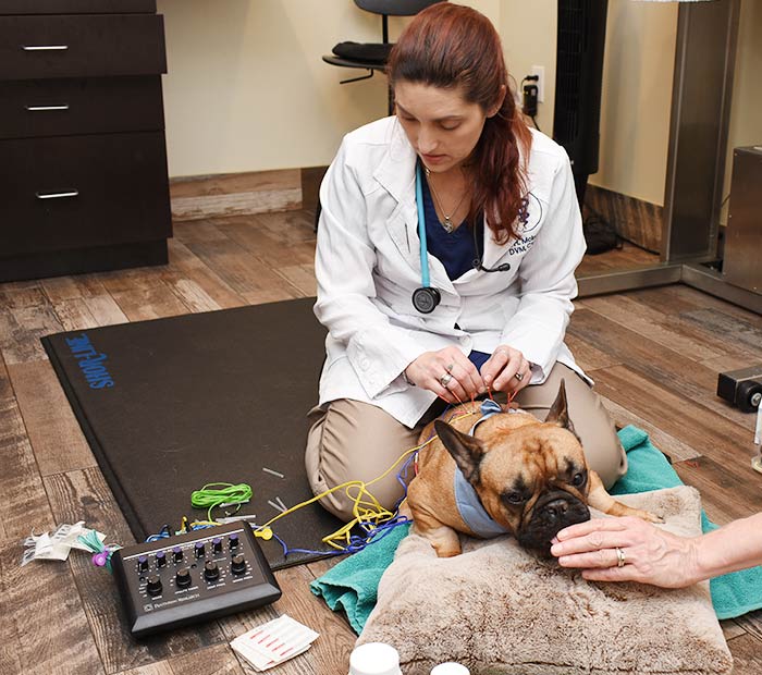 Acupuncture for Pets Winter Park Veterinary Hospital Winter Park, FL