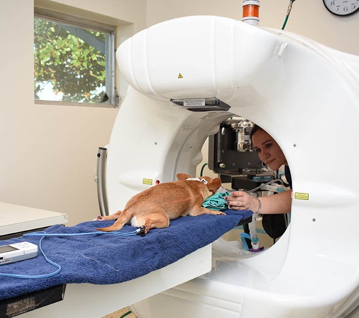 What Does A Ct Scan Show For Dogs