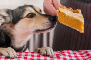 Winter Park Veterinary Hospital - Dog eating pie