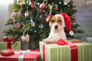 Winter Park Veterinary Hospital