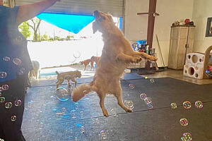 “Noooooooo—Don't leave me home alone! Not when Winter Park Vet's Doggie PlayCamp is so close!"