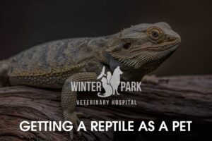 Getting a pet reptile
