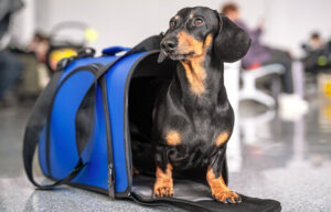 Traveling with pets