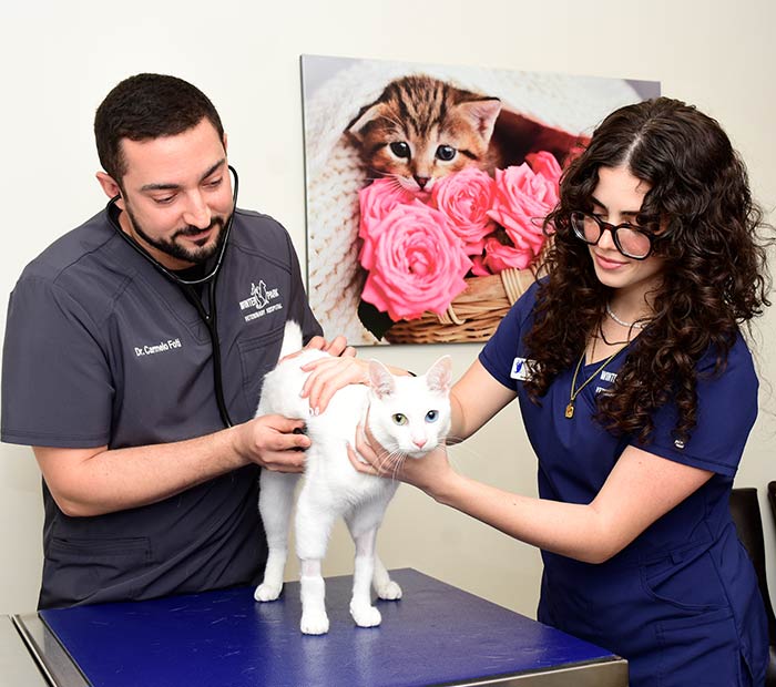 Feline Wellness Care in Winter Park, FL