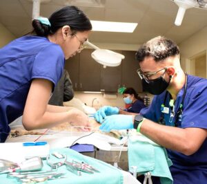 Small Mammal Dentistry