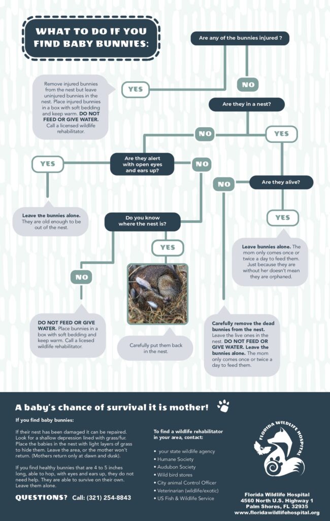 Flowchart-Bunny-1-pdf