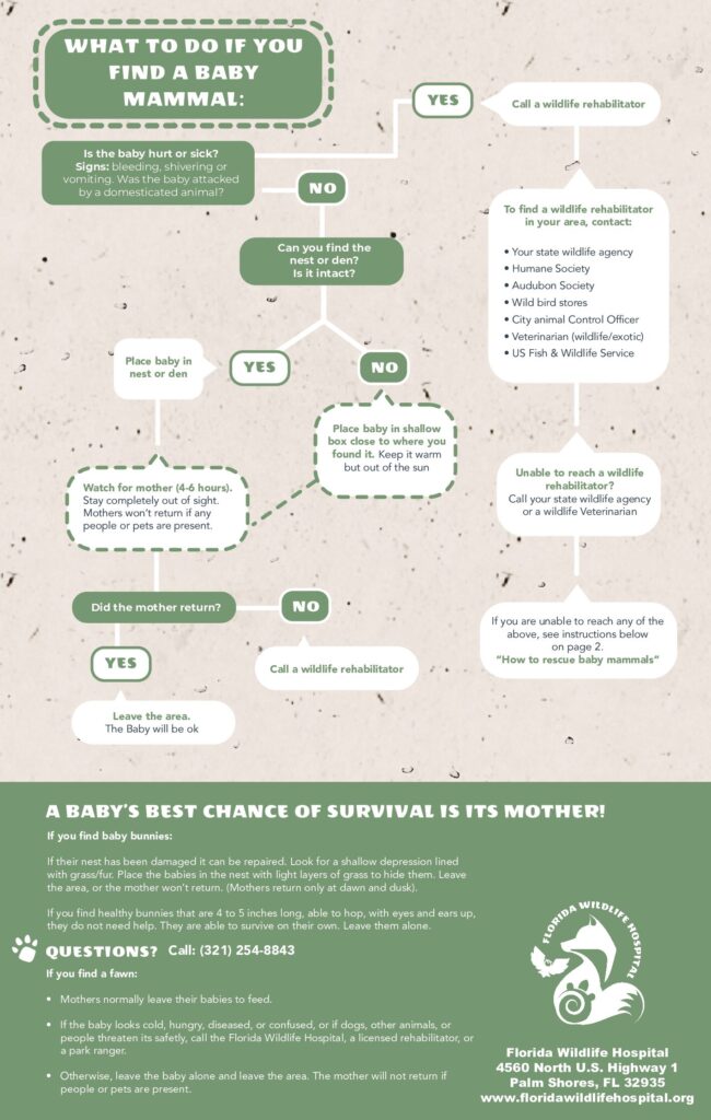 Flowchart-Mammal-pdf