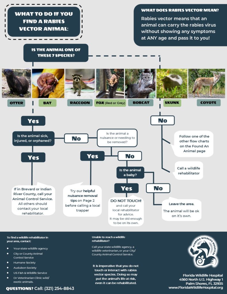 Flowchart-Rabies-Vector-JPG-1