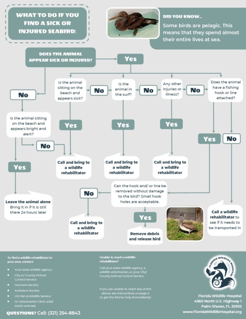 Flowchart-Seabird-JPG-1-1200x1553